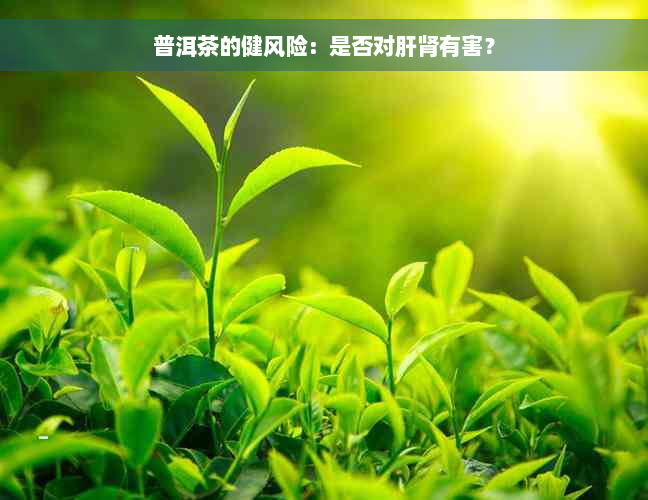 普洱茶的健风险：是否对肝肾有害？