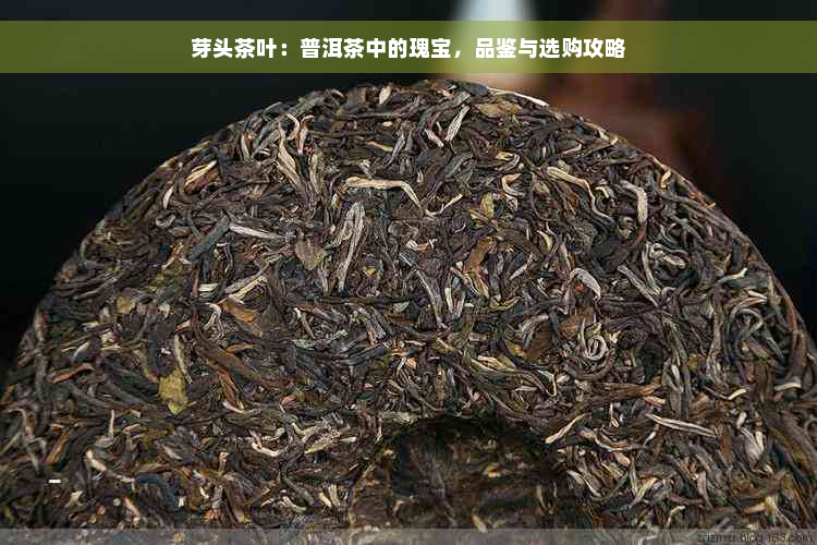 芽头茶叶：普洱茶中的瑰宝，品鉴与选购攻略