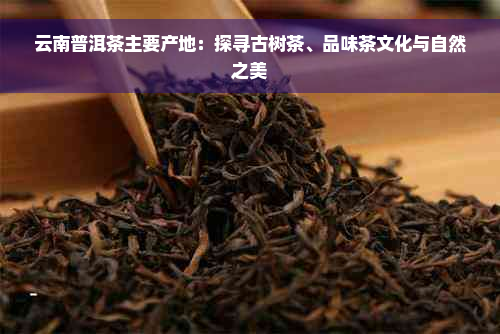 云南普洱茶主要产地：探寻古树茶、品味茶文化与自然之美