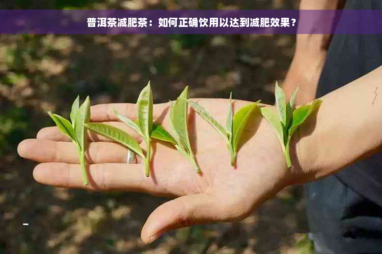 普洱茶减肥茶：如何正确饮用以达到减肥效果？