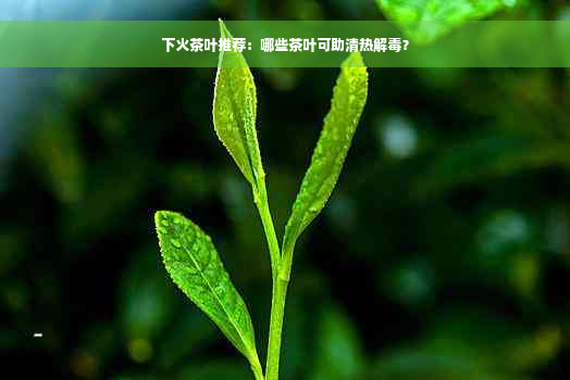 下火茶叶推荐：哪些茶叶可助清热解毒？