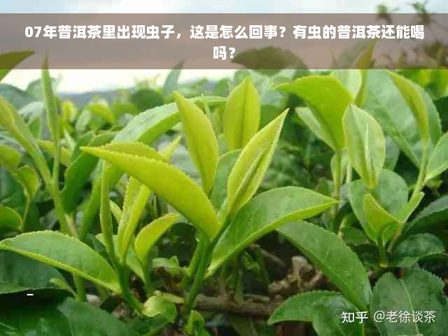 07年普洱茶里出现虫子，这是怎么回事？有虫的普洱茶还能喝吗？