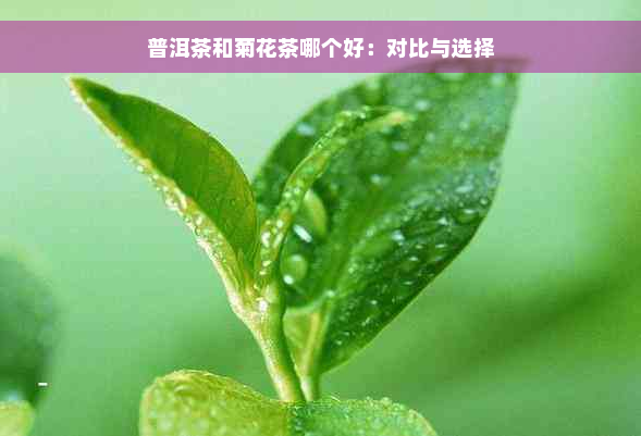 普洱茶和菊花茶哪个好：对比与选择