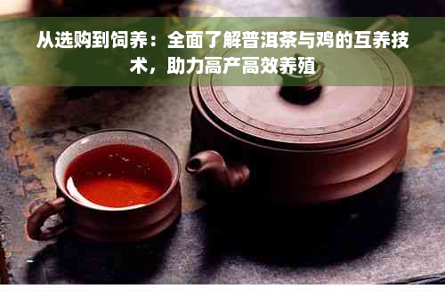 从选购到饲养：全面了解普洱茶与鸡的互养技术，助力高产高效养殖