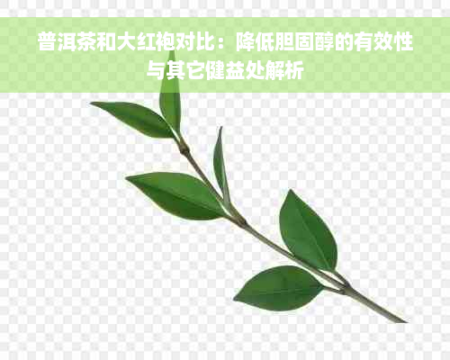 普洱茶和大红袍对比：降低胆固醇的有效性与其它健益处解析