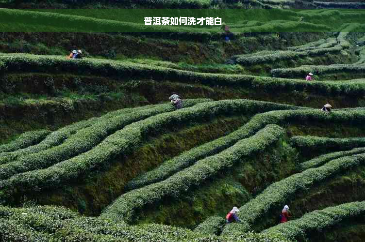 普洱茶如何洗才能白