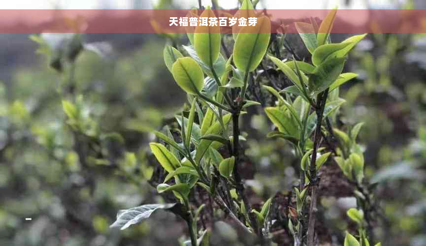 天福普洱茶百岁金芽