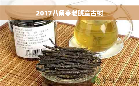 2017八角亭老班章古树