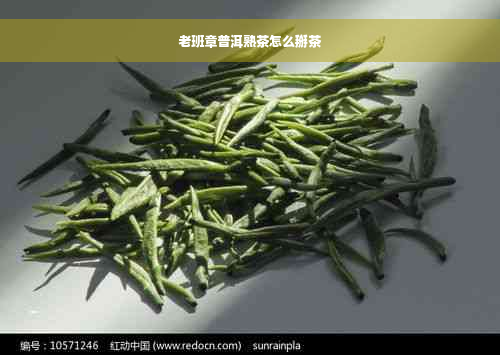 老班章普洱熟茶怎么掰茶