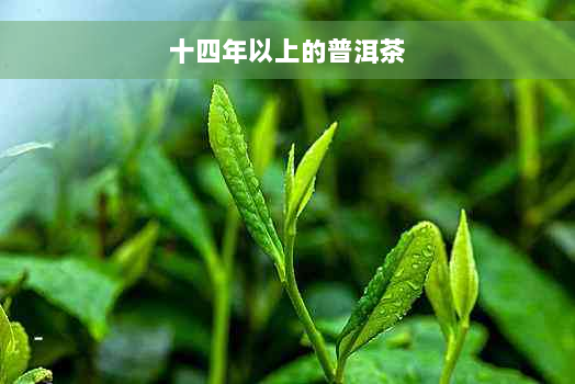 十四年以上的普洱茶