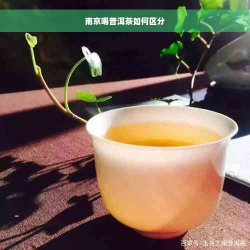 南京喝普洱茶如何区分