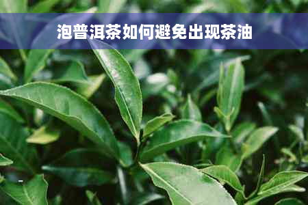 泡普洱茶如何避免出现茶油