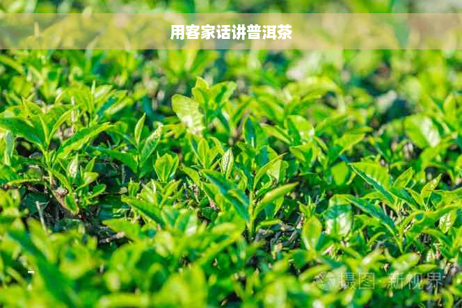 用客家话讲普洱茶