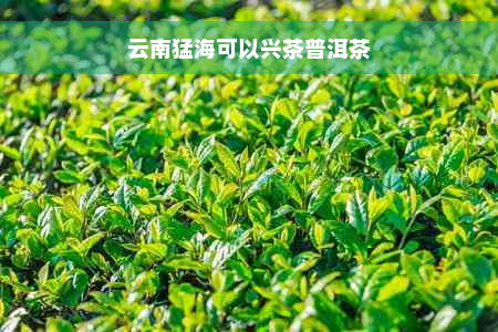 云南猛海可以兴茶普洱茶