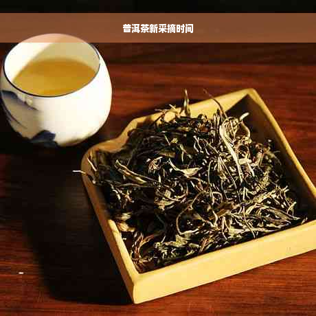 普洱茶新采摘时间