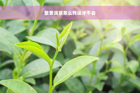 散普洱茶怎么托运才不会