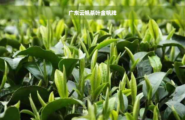 广东云帆茶叶金帆牌