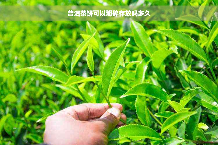 普洱茶饼可以掰碎存放吗多久