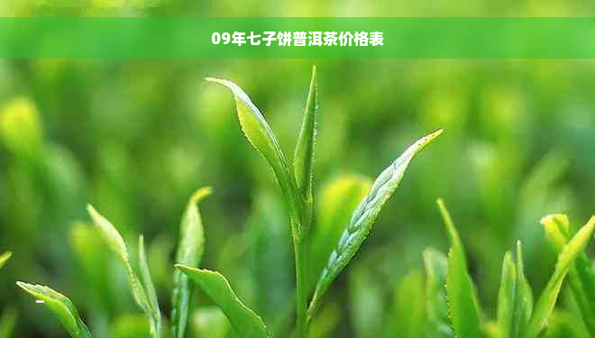 09年七子饼普洱茶价格表