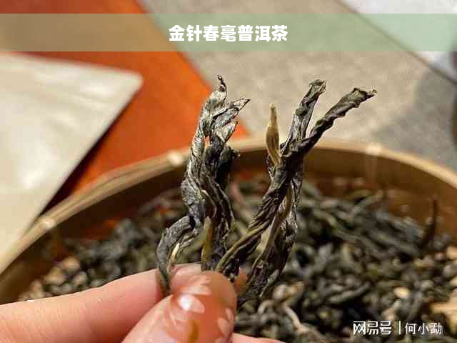 金针春毫普洱茶