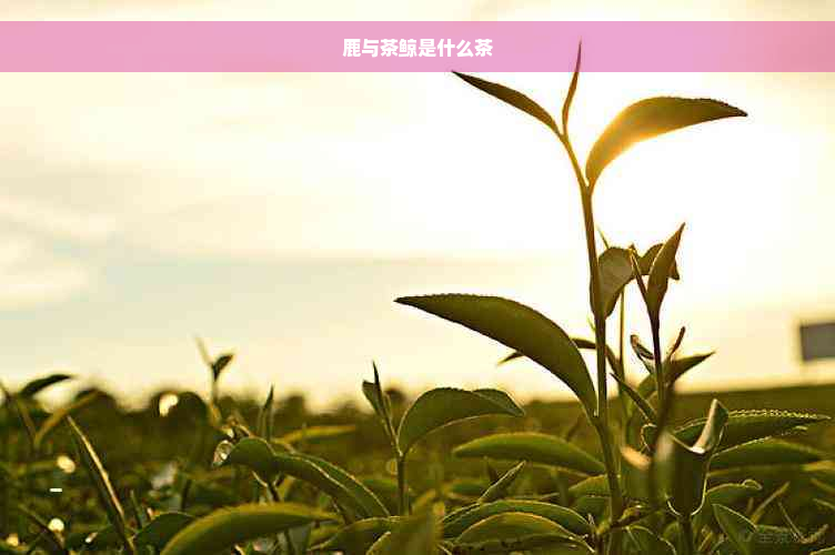 鹿与茶鲸是什么茶