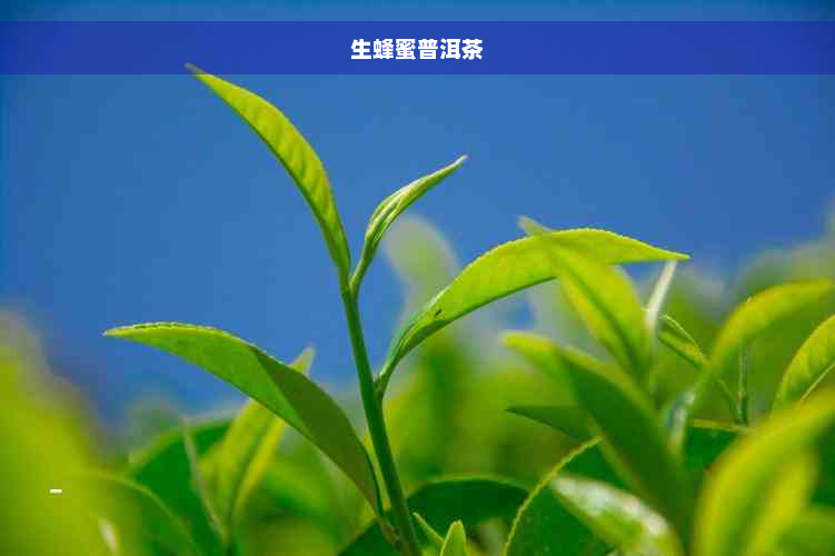 生蜂蜜普洱茶