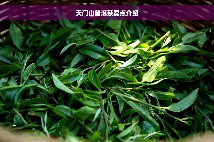 天门山普洱茶卖点介绍