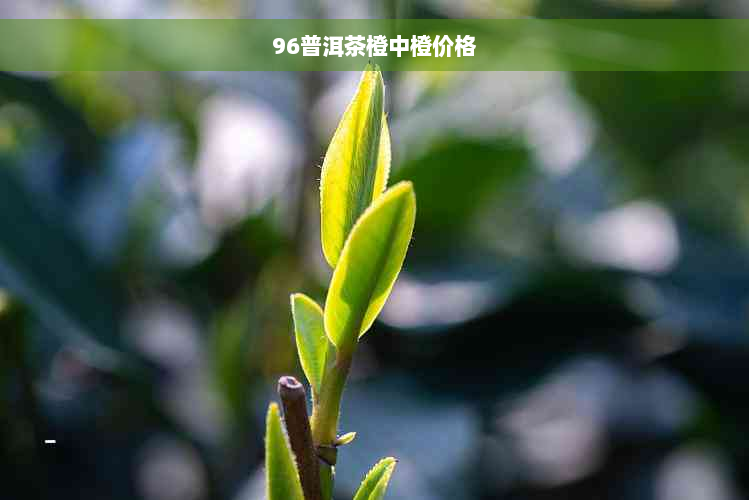 96普洱茶橙中橙价格