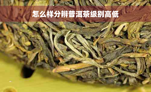 怎么样分辨普洱茶级别高低