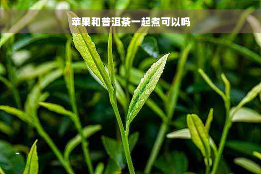 苹果和普洱茶一起煮可以吗