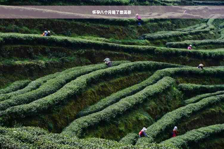 怀孕八个月喝了普洱茶