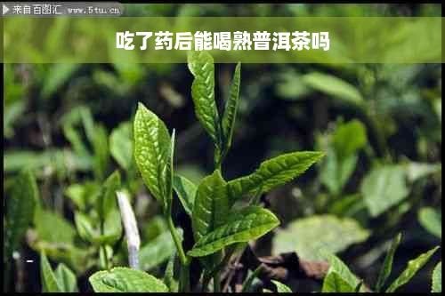 吃了药后能喝熟普洱茶吗