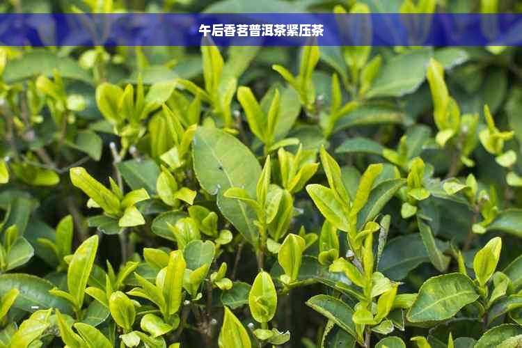 午后香茗普洱茶紧压茶