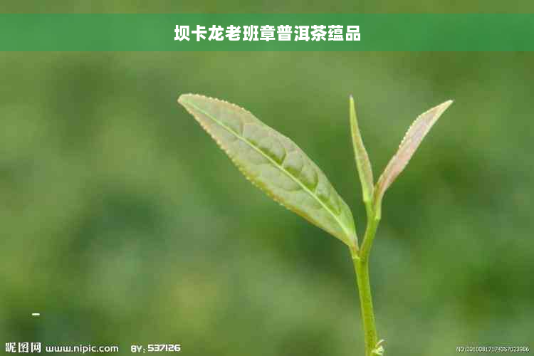 坝卡龙老班章普洱茶蕴品