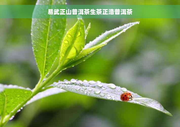 易武正山普洱茶生茶正浩普洱茶