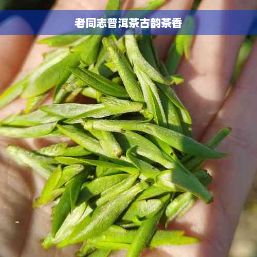 老同志普洱茶古韵茶香