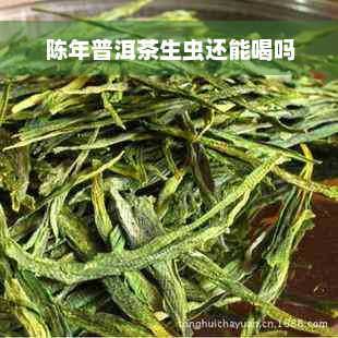 陈年普洱茶生虫还能喝吗