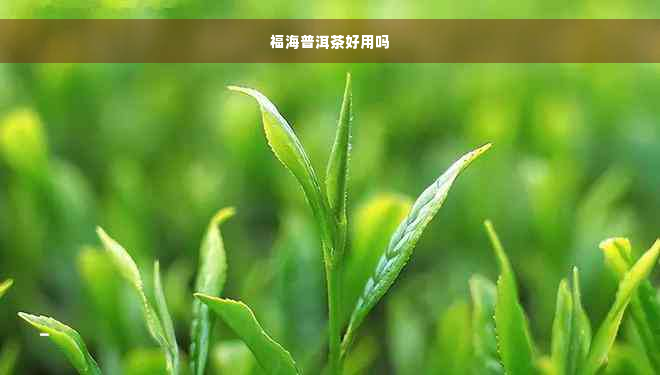 福海普洱茶好用吗