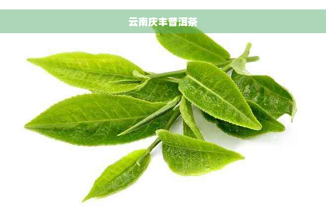 云南庆丰普洱茶