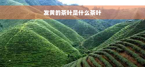 发黄的茶叶是什么茶叶