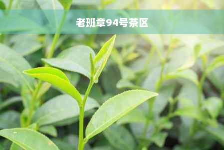 老班章94号茶区