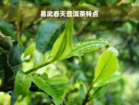 易武春天普洱茶特点