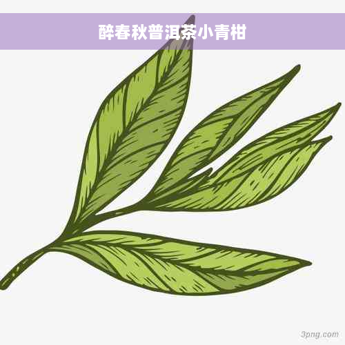 醉春秋普洱茶小青柑