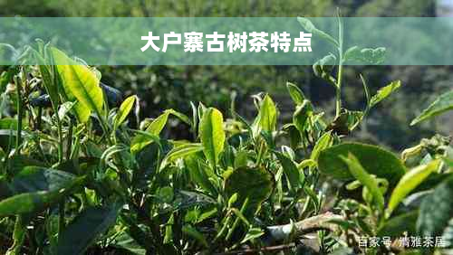 大户寨古树茶特点