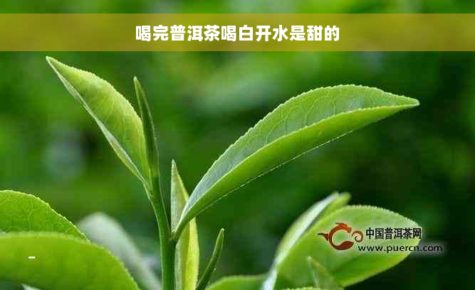 喝完普洱茶喝白开水是甜的