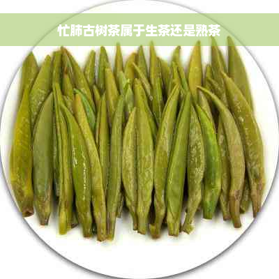 忙肺古树茶属于生茶还是熟茶