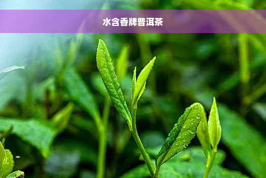 水含香牌普洱茶