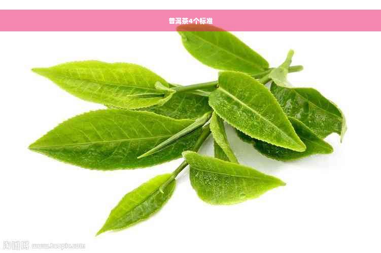 普洱茶4个标准