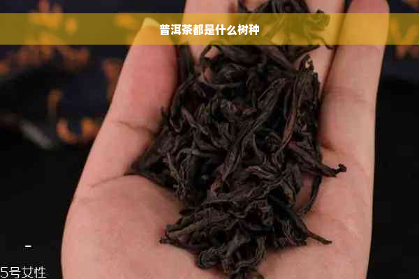 普洱茶都是什么树种