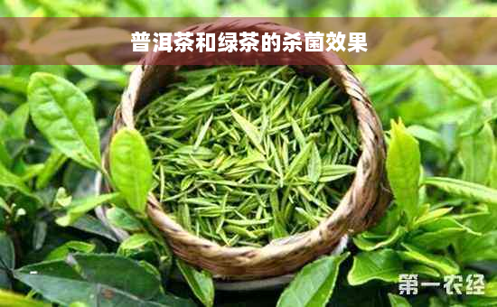 普洱茶和绿茶的杀菌效果